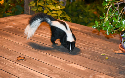 A Skunk Spray Can Cause To Humans